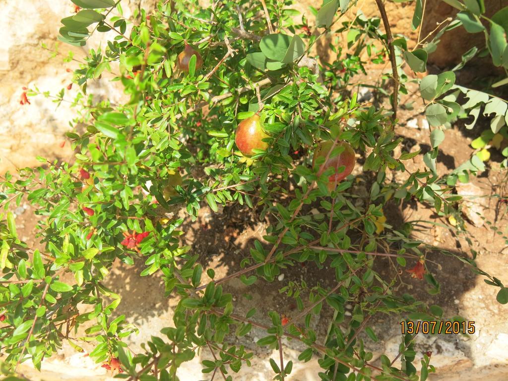 Kulube Hotel Kalkan Exterior photo
